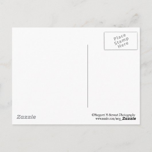 Carte Postale Deux Starfish à sucre (Dos)