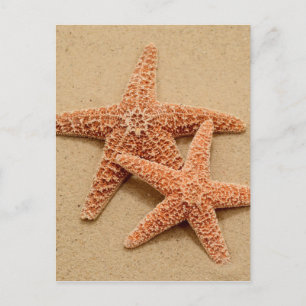Carte Postale Deux Starfish à sucre