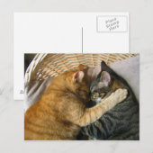Carte Postale Deux Tabby Chats Dormants Se Déchauffer (Devant / Derrière)