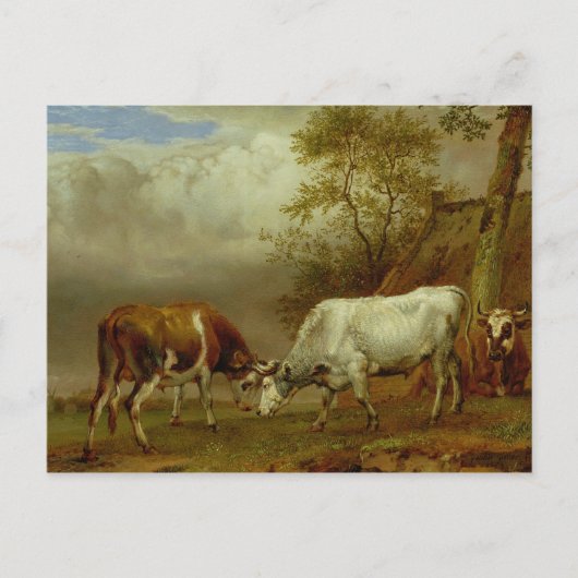 Carte Postale Deux taureaux avec cornes verrouillées, 1653 (Devant)