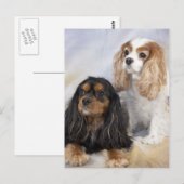 Carte Postale Deux Teckels Cavalier King Charles (Devant / Derrière)
