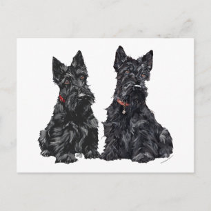 Carte Postale Deux Teckels Écossais Noirs