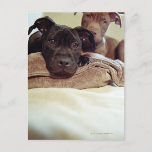 Carte Postale Deux terriers à bulles assis à l'intérieur, gros p