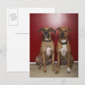 Carte Postale Deux terriers américains de stanford assis (Devant / Derrière)