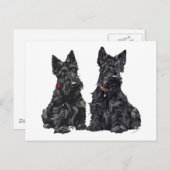 Carte Postale Deux Terriers écossais noirs (Devant / Derrière)