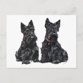 Carte Postale Deux Terriers écossais noirs (Devant)