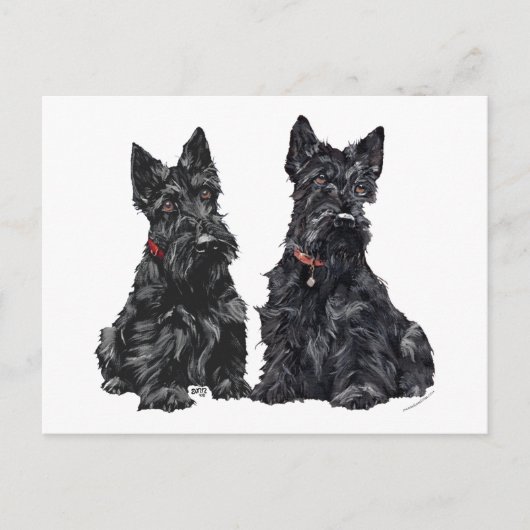 Carte Postale Deux Terriers écossais noirs (Devant)