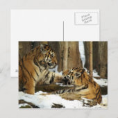 Carte Postale Deux tigres (Devant / Derrière)