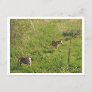 Carte Postale Deux Tigres