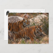 Carte Postale Deux tigres marchant (Devant / Derrière)