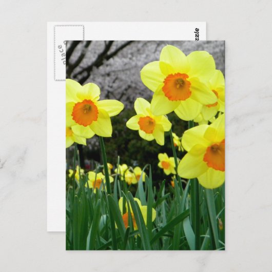 Carte Postale Deux tons (Devant / Derrière)