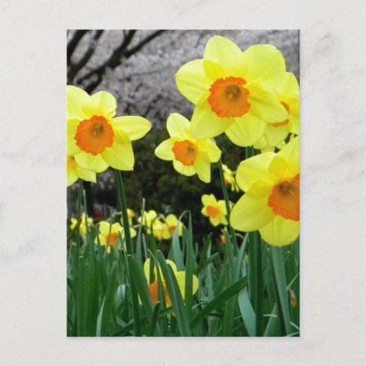 Carte Postale Deux tons (Devant)