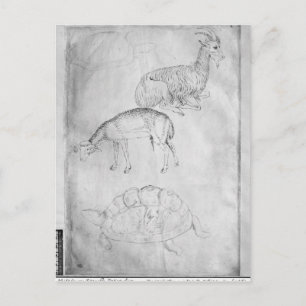 Carte Postale Deux tortues, chèvre et mouton