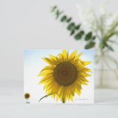 Carte Postale Deux tournesols en champ, Toscane, Italie (Debout devant)
