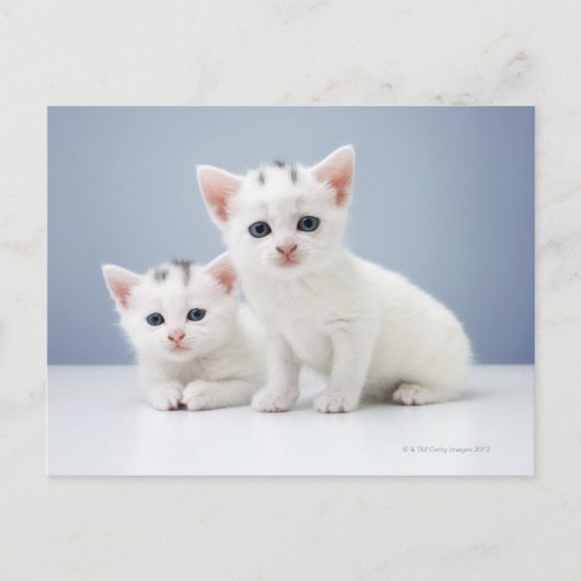 Carte Postale Deux très jeunes chatons blancs observent inquisit (Devant)