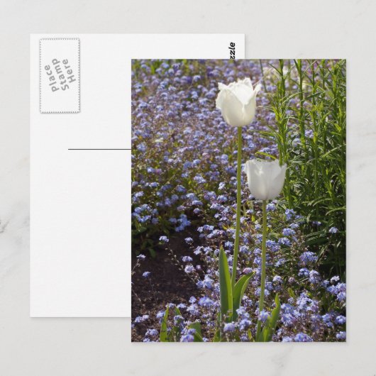 Carte Postale Deux tulipes blanches (Devant / Derrière)