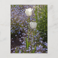 Deux tulipes blanches