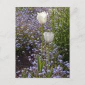 Carte Postale Deux tulipes blanches (Devant)