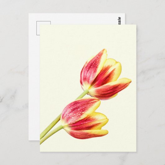 Carte Postale Deux tulips (Devant / Derrière)