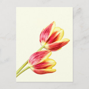 Carte Postale Deux tulips