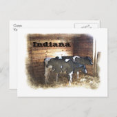 Carte Postale Deux vaches (Devant / Derrière)