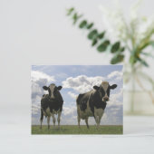 Carte Postale Deux vaches frisonnes (Debout devant)