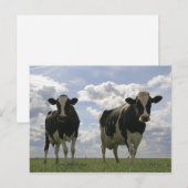 Carte Postale Deux vaches frisonnes (Devant / Derrière)