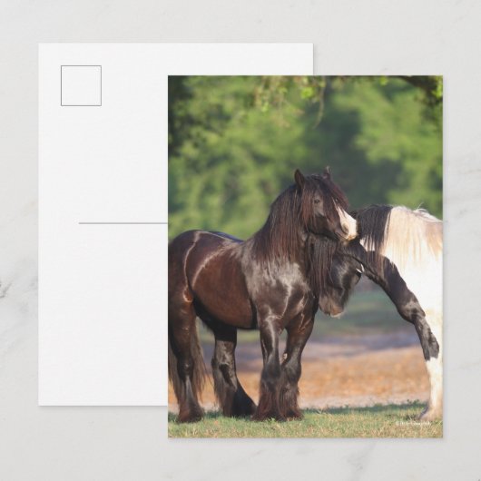 Carte Postale Deux Vannières tziganes noires et blanches (Devant / Derrière)