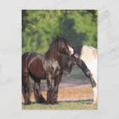 Carte Postale Deux Vannières tziganes noires et blanches (Devant)