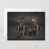 Carte Postale Deux whippets couchés (Devant / Derrière)