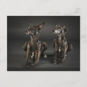Carte Postale Deux whippets couchés