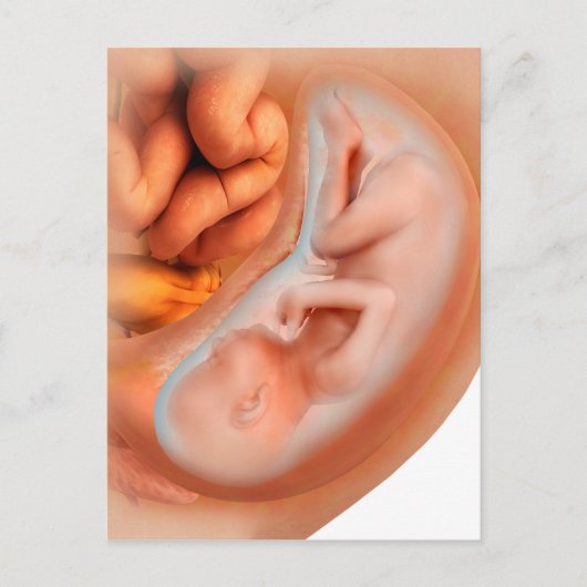 Carte Postale Développement Du Foetus À 36 Semaines (Devant)