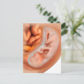 Carte Postale Développement Du Foetus À 36 Semaines (Debout devant)