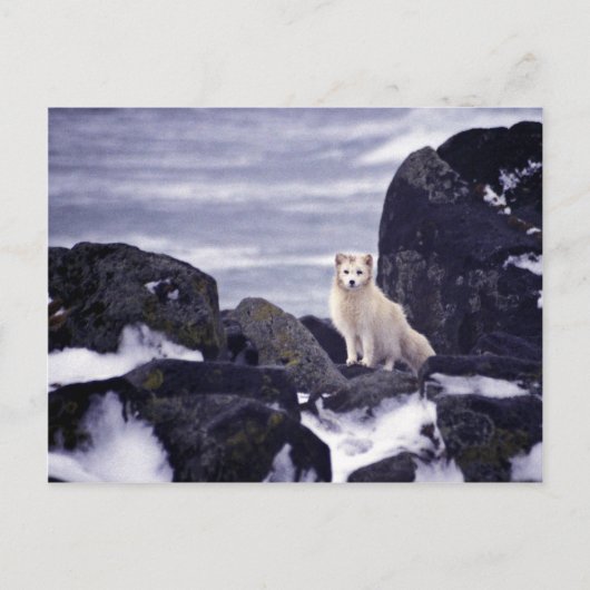 Carte Postale Déversement de pétrole de Pribilof Island, M/V Cit (Devant)