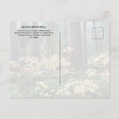 Carte Postale Devil's Club, Devils Postpile Monument National (Dos)