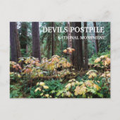 Carte Postale Devil's Club, Devils Postpile Monument National (Devant)