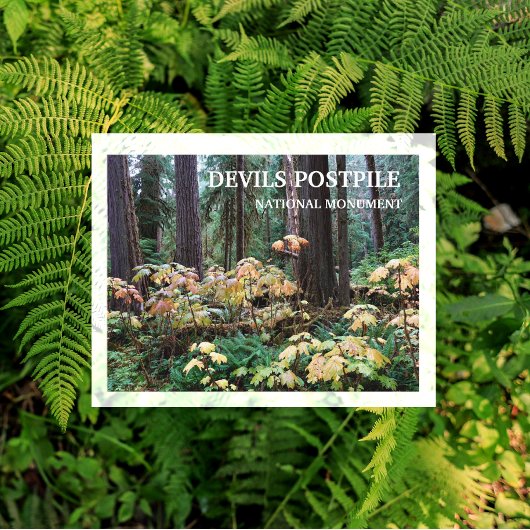 Carte Postale Devil's Club, Devils Postpile Monument National