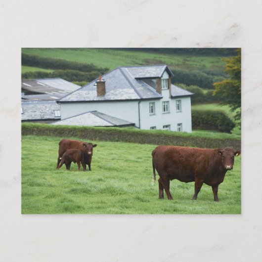 Carte Postale Devon, Angleterre (Devant)