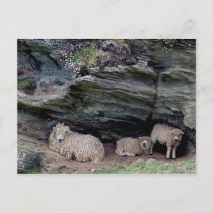 Carte Postale Dévon Long Laine Mouton Famille Mouton Abri