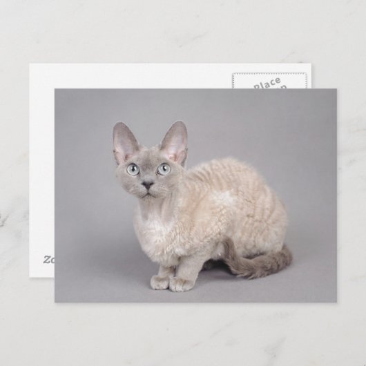 Carte Postale Devon rex (Devant / Derrière)