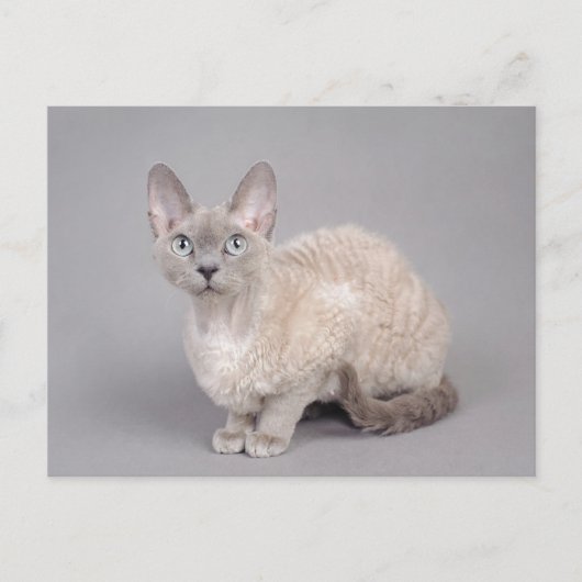 Carte Postale Devon rex (Devant)