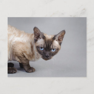 Carte Postale Devon rex