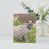 Carte Postale Devon Rex chat animal de compagnie dans le jardin (Debout devant)