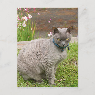 Carte Postale Devon Rex chat animal de compagnie dans le jardin