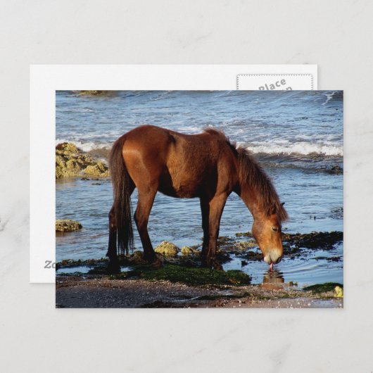 Carte Postale Dévon Sud Dartmoor Pony Licking Eau (Devant / Derrière)