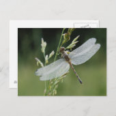 Carte Postale Dew couvert Darner Dragonfly (Devant / Derrière)