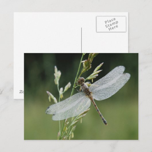 Carte Postale Dew couvert Darner Dragonfly (Devant / Derrière)