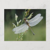 Carte Postale Dew couvert Darner Dragonfly (Devant)