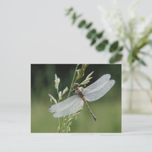 Carte Postale Dew couvert Darner Dragonfly (Debout devant)