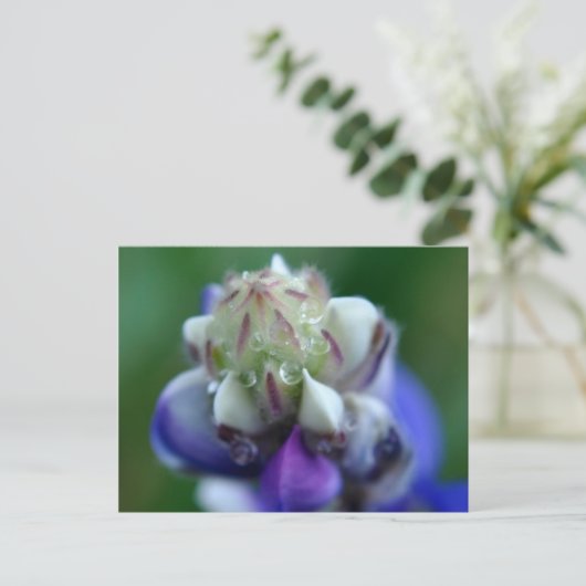 Carte Postale Dew Dapplé Lupine (Debout devant)
